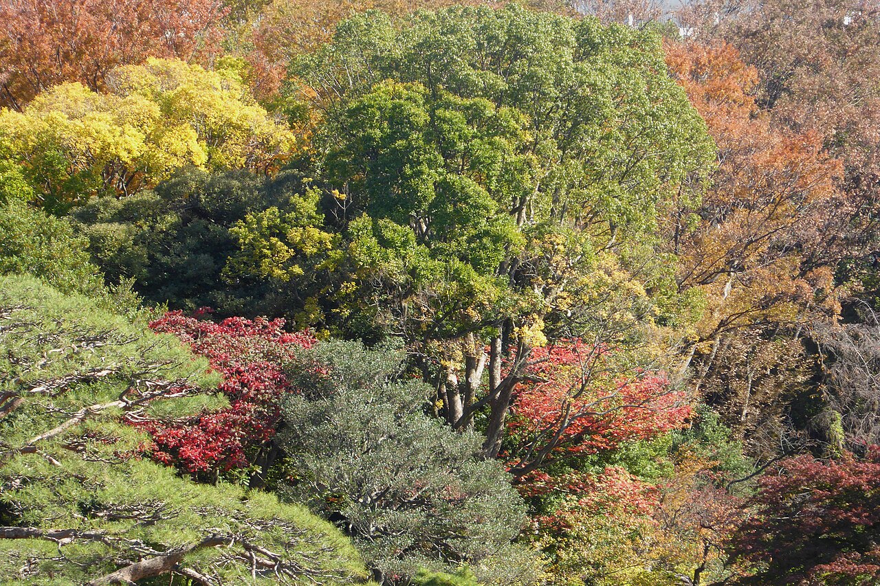 秋の六義園の紅葉
