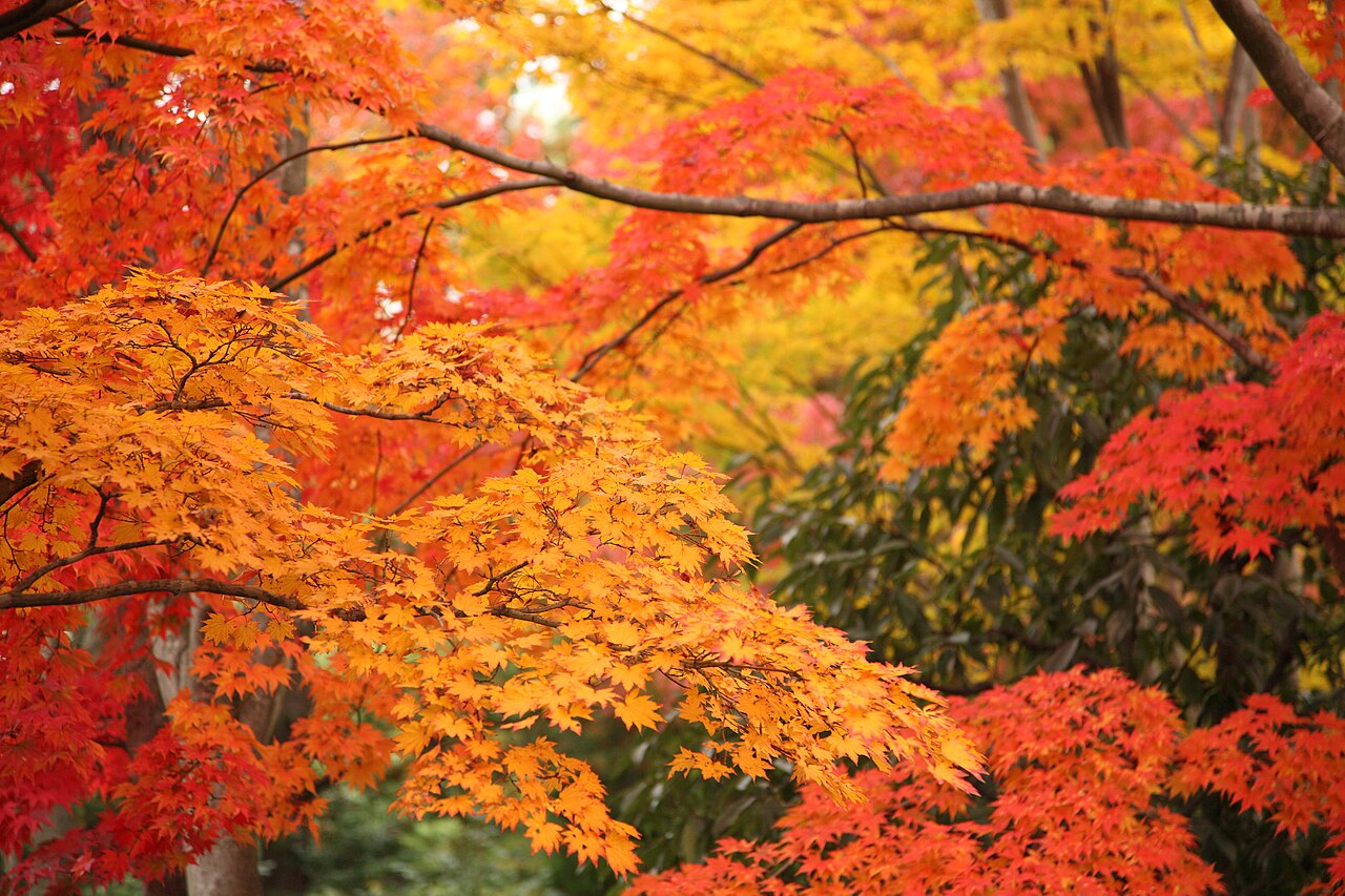 国営昭和記念公園の秋の紅葉